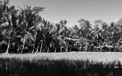 Merawat Alam dengan Kultur Perkebunan Dusun Cikubang yang Turun-temurun